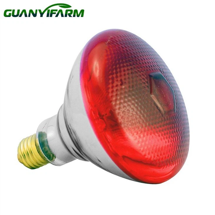 Keeping Chicks Warm Infrared Lamp